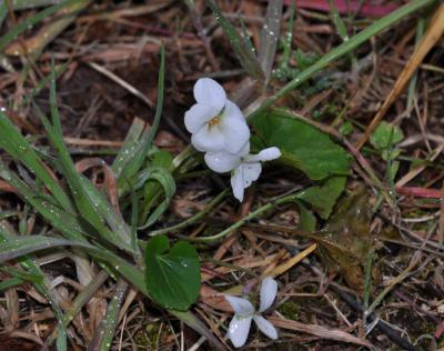 Violette blanche Viola alba Besser, 1809