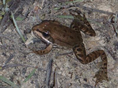 Grenouille Rana Linnaeus, 1758