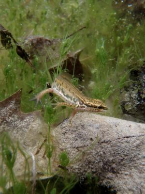 Triton palmé Lissotriton helveticus (Razoumowsky, 1789)