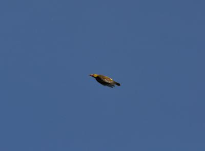 Loriot d'Europe, Loriot jaune Oriolus oriolus (Linnaeus, 1758)
