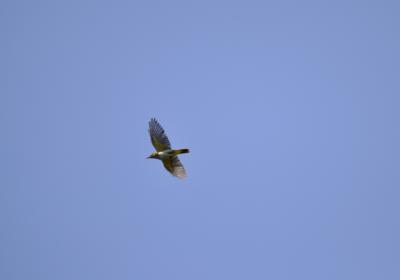 Loriot d'Europe, Loriot jaune Oriolus oriolus (Linnaeus, 1758)