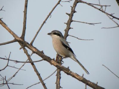Pie-grièche méridionale Lanius meridionalis Temminck, 1820
