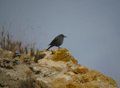 Monticole bleu, Merle bleu Monticola solitarius (Linnaeus, 1758)
