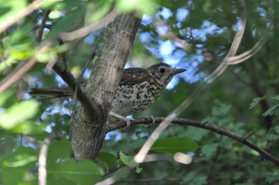 Grive draine Turdus viscivorus Linnaeus, 1758