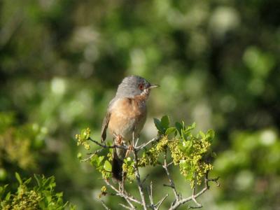 Fauvette passerinette Sylvia cantillans (Pallas, 1764)