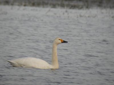 Cygne de Bewick Cygnus columbianus (Ord, 1815)