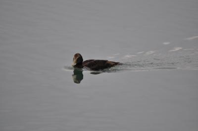 Eider à duvet Somateria mollissima (Linnaeus, 1758)