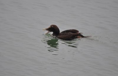 Eider à duvet Somateria mollissima (Linnaeus, 1758)