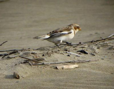 Bruant des neiges Plectrophenax nivalis (Linnaeus, 1758)