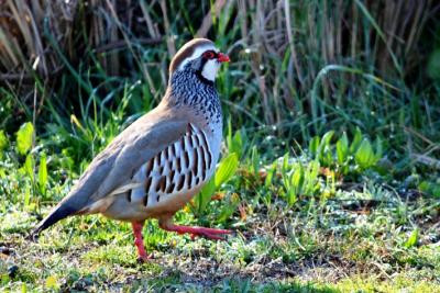 Perdrix rouge Alectoris rufa (Linnaeus, 1758)