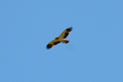 Aigle botté Hieraaetus pennatus (Gmelin, 1788)