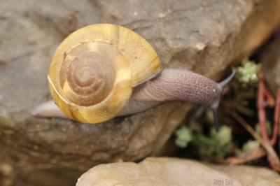 Escargot peson Zonites algirus (Linnaeus, 1758)