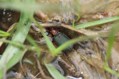  Brachinus Weber, 1801