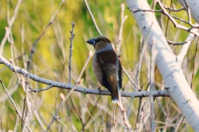 Grosbec casse-noyaux Coccothraustes coccothraustes (Linnaeus, 1758)