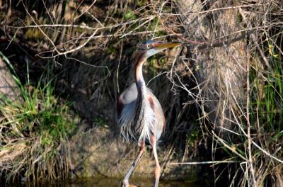 Héron pourpré Ardea purpurea Linnaeus, 1766