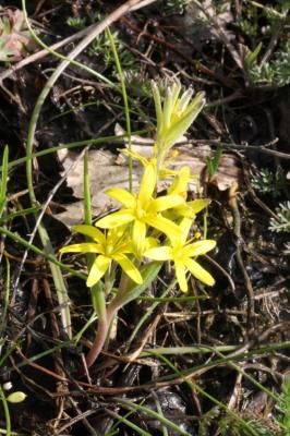 Gagée des champs Gagea villosa (M.Bieb.) Sweet, 1826