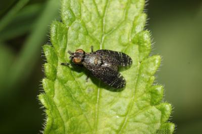  Platystoma Meigen, 1803