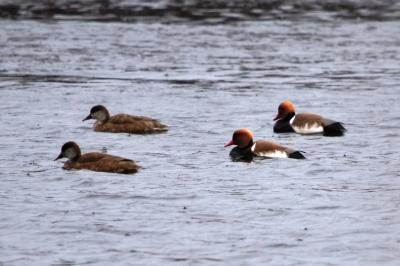 Nette rousse Netta rufina (Pallas, 1773)