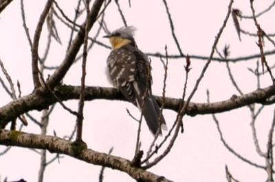 Coucou geai Clamator glandarius (Linnaeus, 1758)