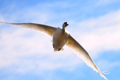 Cygne tuberculé Cygnus olor (Gmelin, 1803)