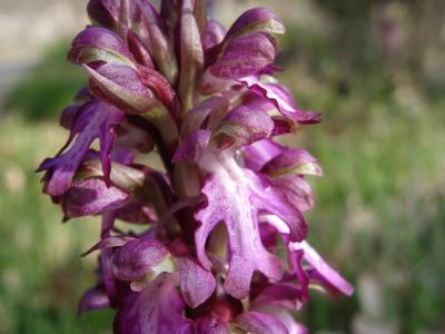 Orchis géant, Orchis à longues bractées, Barlie Himantoglossum robertianum (Loisel.) P.Delforge, 1999