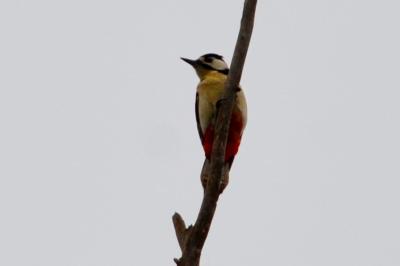 Pic épeiche Dendrocopos major (Linnaeus, 1758)