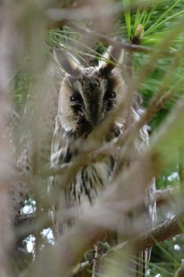 Hibou moyen-duc Asio otus (Linnaeus, 1758)