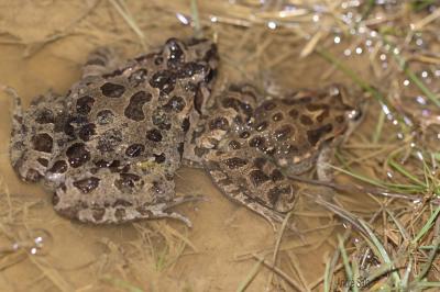 Discoglosse peint Discoglossus pictus Otth, 1837