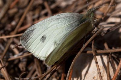 Piéride de l'Ibéride (La), Piéride jumelle (La) Pieris mannii (Mayer, 1851)