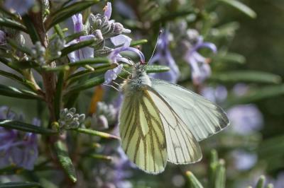 Piéride du Navet (La), Papillon blanc veiné de ver Pieris napi (Linnaeus, 1758)