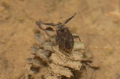 Nèpe cendrée, Nèpe rousse, Scorpion d'eau, Punaise Nepa cinerea Linnaeus, 1758