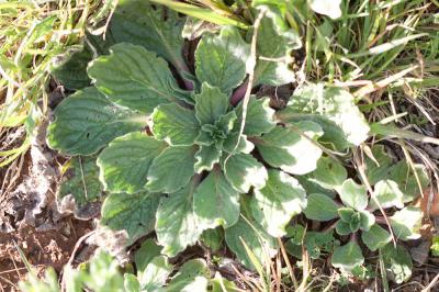 Vipérine à feuilles de plantain, Vipérine faux Pla Echium plantagineum L., 1771