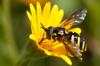  Chrysotoxum intermedium (Meigen, 1822)