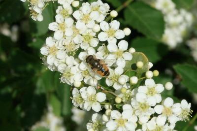  Eristalis arbustorum (Linnaeus, 1758)