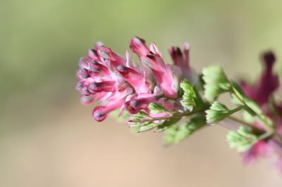 Fumeterre à fleurs serrées Fumaria densiflora DC., 1813