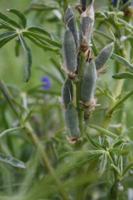 Lupin réticulé, Lupin bleu Lupinus angustifolius L., 1753