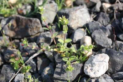 Céraiste aggloméré Cerastium glomeratum Thuill., 1799