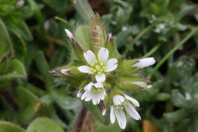 Céraiste aggloméré Cerastium glomeratum Thuill., 1799