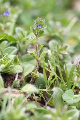 Véronique des champs, Velvote sauvage Veronica arvensis L., 1753