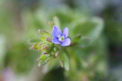 Véronique des champs, Velvote sauvage Veronica arvensis L., 1753