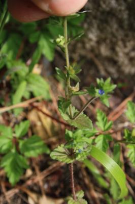 Véronique des champs, Velvote sauvage Veronica arvensis L., 1753