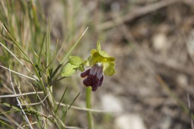 Ophrys des Lupercales, Ophrys brun, Ophrys précoce Ophrys lupercalis Devillers & Devillers-Tersch., 1994
