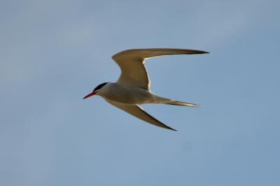 Sterne pierregarin Sterna hirundo Linnaeus, 1758