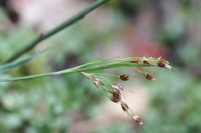 Luzule de Forster Luzula forsteri (Sm.) DC., 1806