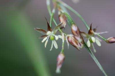 Luzule de Forster Luzula forsteri (Sm.) DC., 1806
