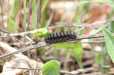 Mélitée des Centaurées (La), Grand Damier (Le) Melitaea phoebe (Denis & Schiffermüller, 1775)