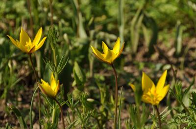 Tulipe de Gaule, Tulipe des bois Tulipa sylvestris L., 1753