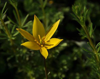 Tulipe de Gaule, Tulipe des bois Tulipa sylvestris L., 1753