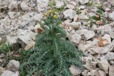 Laiteron glauque Sonchus asper subsp. glaucescens (Jord.) P.W.Ball, 1878