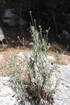 Phagnalon des rochers Phagnalon saxatile (L.) Cass., 1819